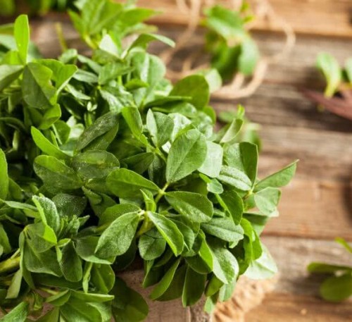 Blue fenugreek -  Shambala